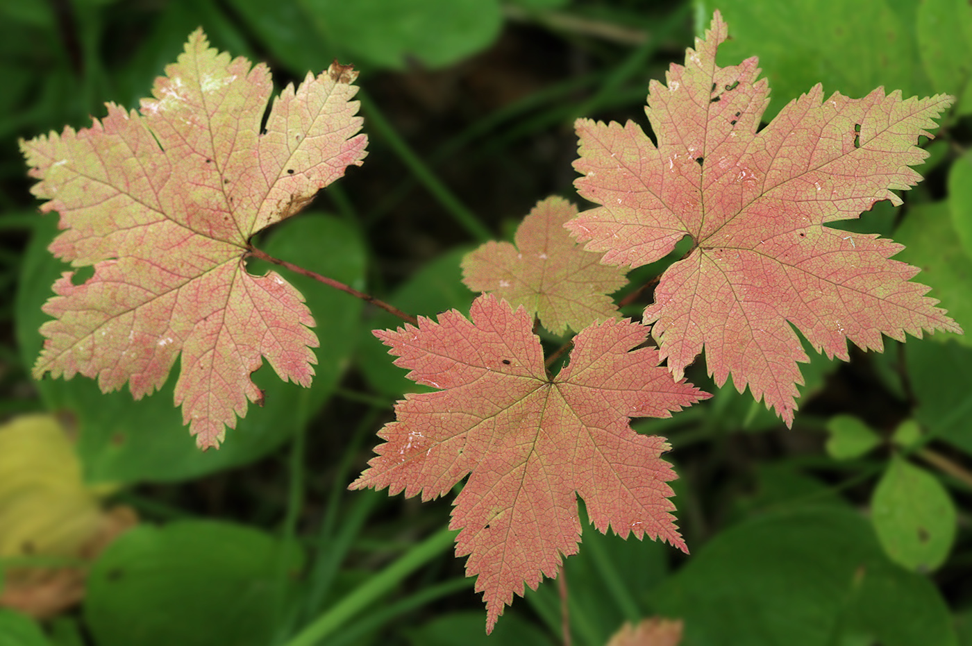 Image of Ribes sachalinense specimen.