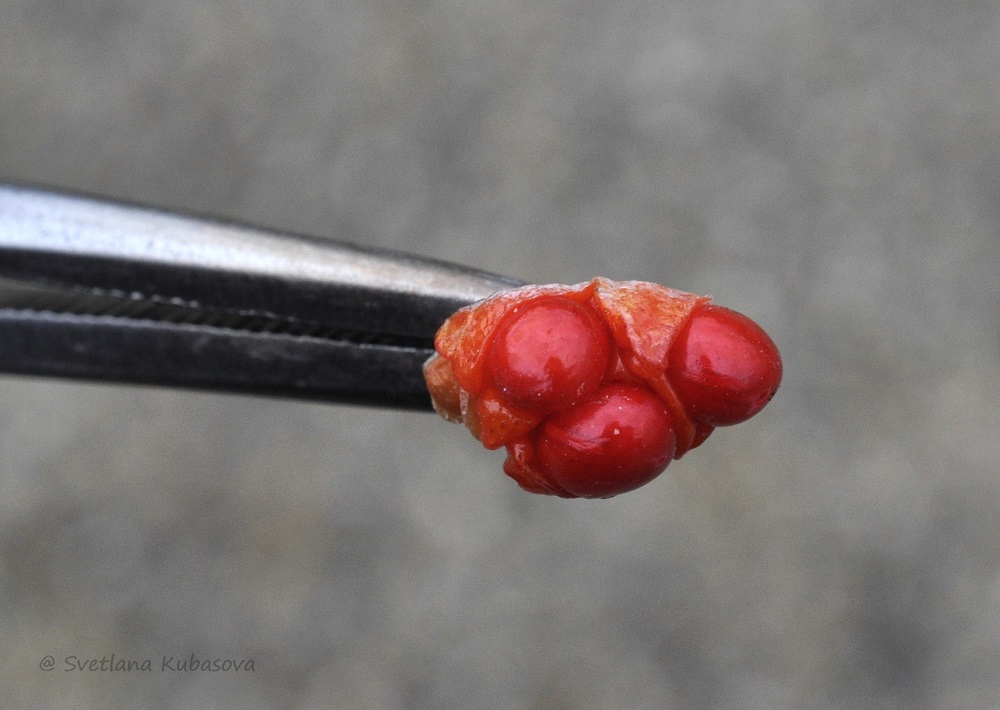 Изображение особи Euonymus nanus.