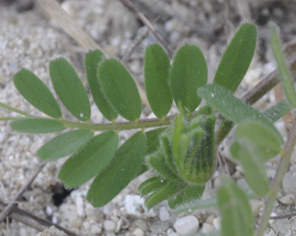 Image of Vicia hybrida specimen.