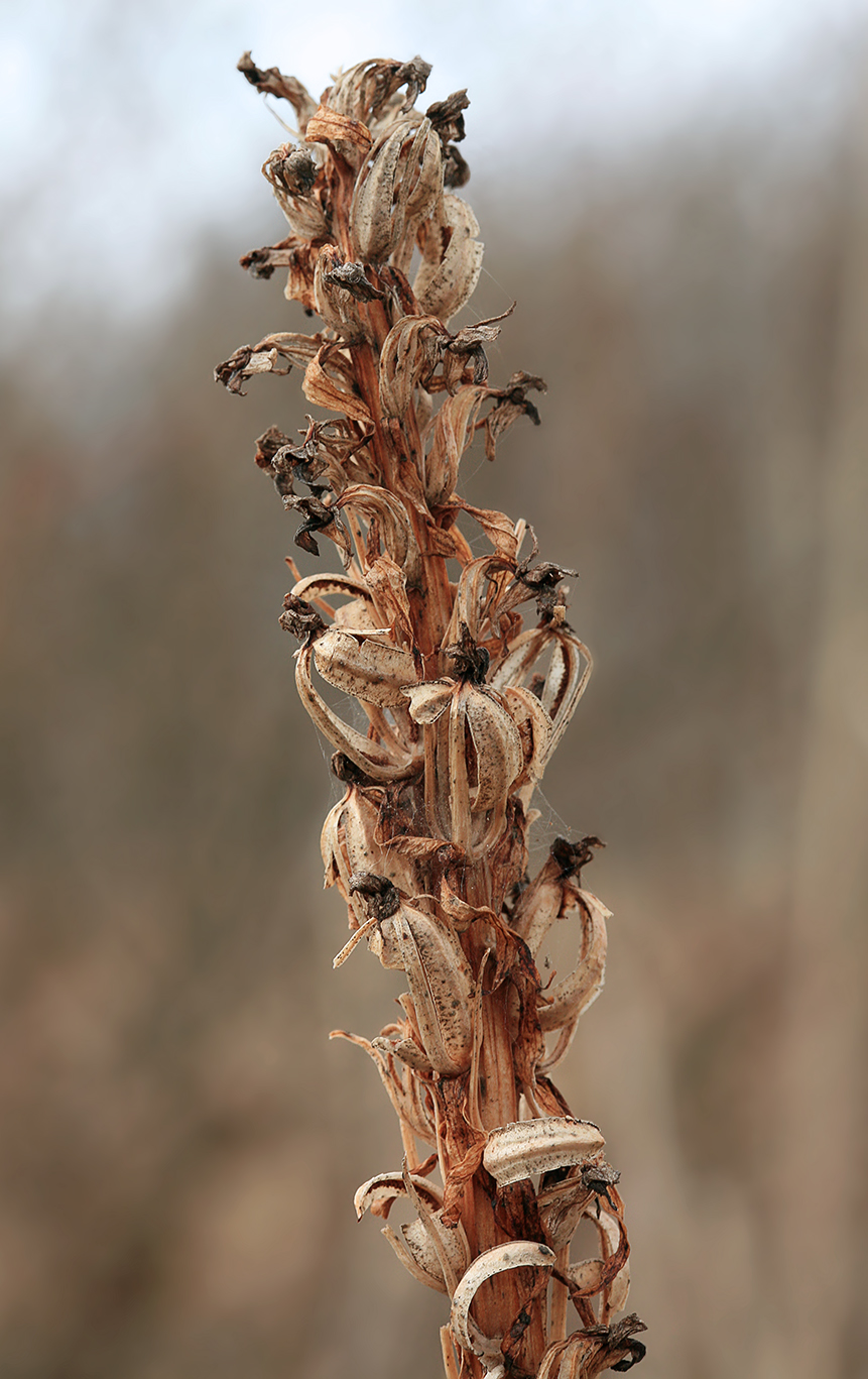 Image of Dactylorhiza incarnata specimen.