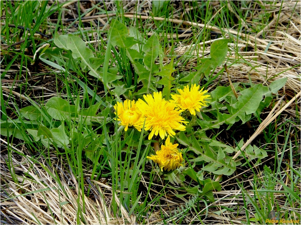 Image of genus Taraxacum specimen.