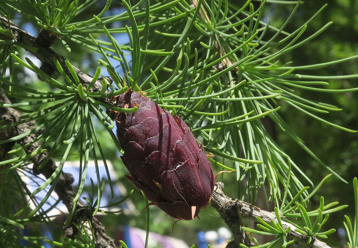 Image of Larix sibirica specimen.