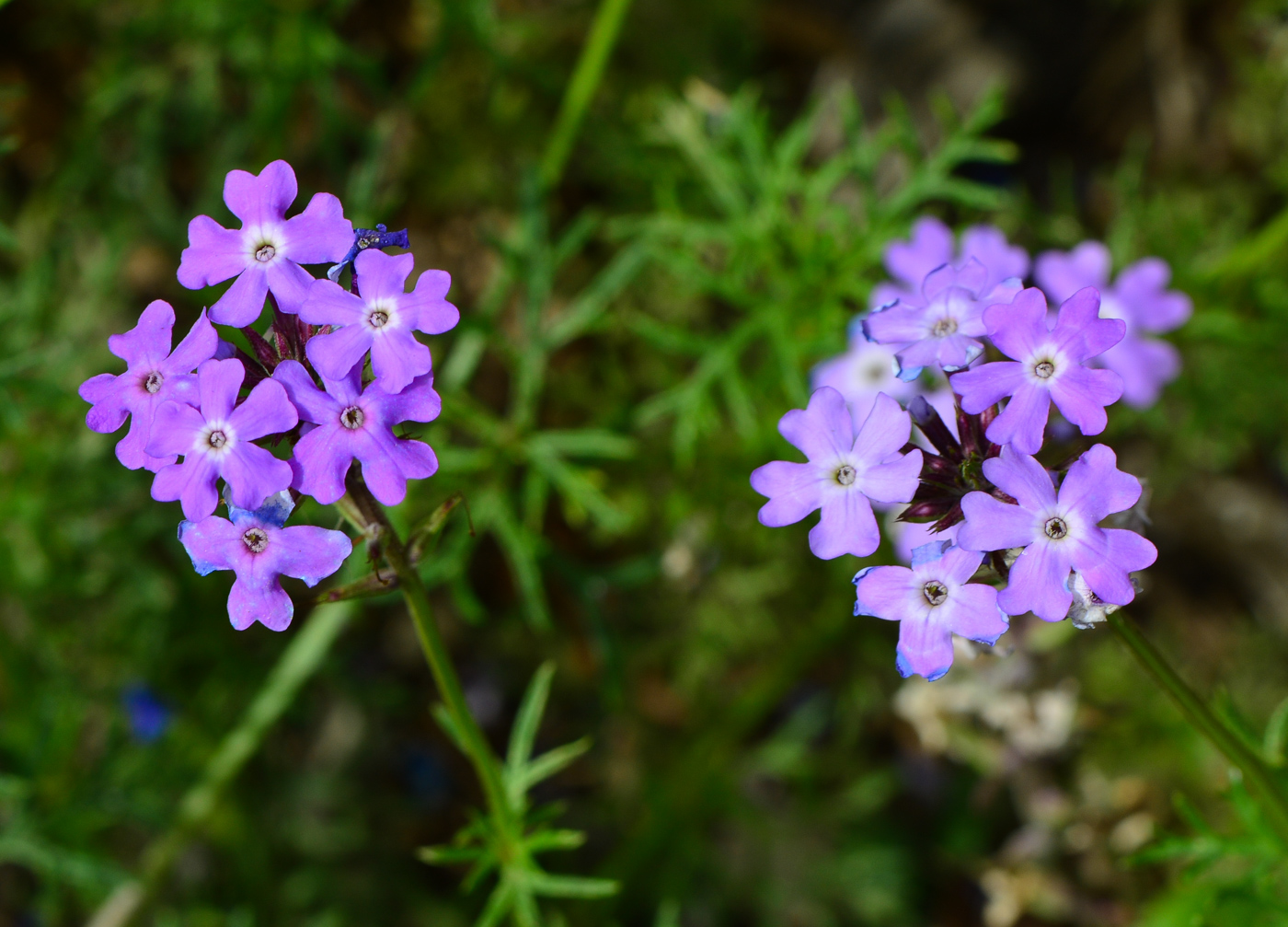 Image of Glandularia pulchella specimen.