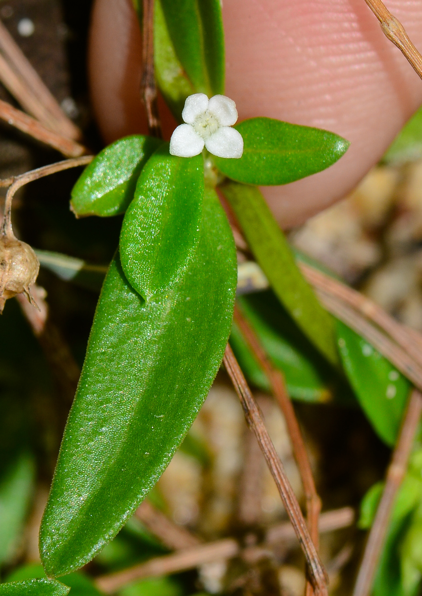 Изображение особи Hedyotis pterita.