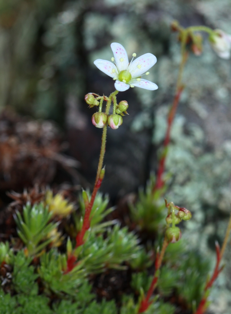 Image of Saxifraga ascoldica specimen.