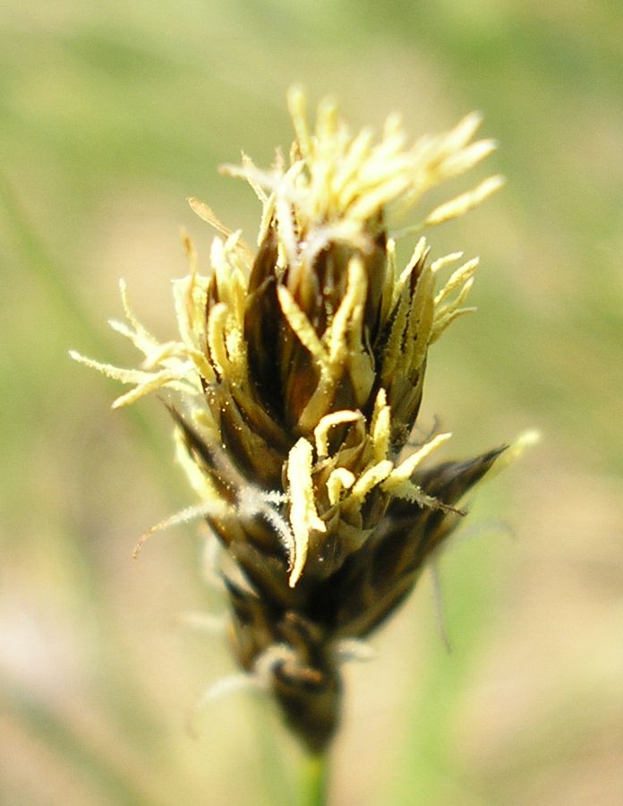 Image of Carex praecox specimen.