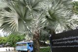 Bismarckia nobilis. Верхняя часть ствола с листьями. Таиланд, о-в Пхукет, курорт Ката, в озеленении. 10.01.2017.