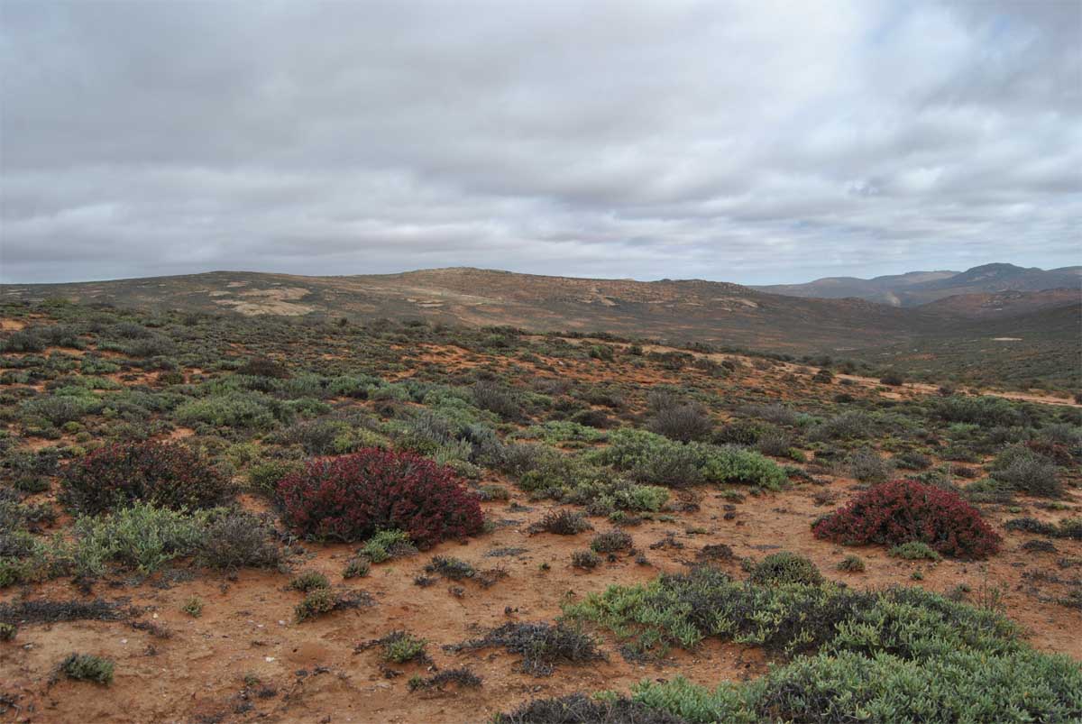 Image of Euphorbia hamata specimen.