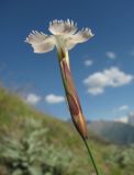 Dianthus cretaceus. Цветок. Кабардино-Балкария, Эльбрусский р-н, долина р. Ирик, ок. 2500 м н.у.м., у тропы на склоне горы. 28.07.2017.