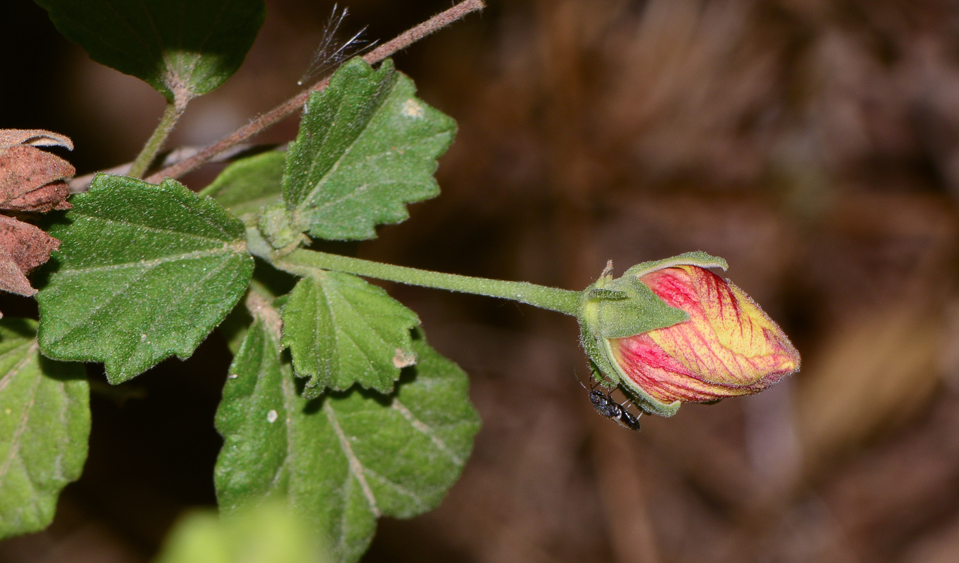 Image of Pavonia praemorsa specimen.