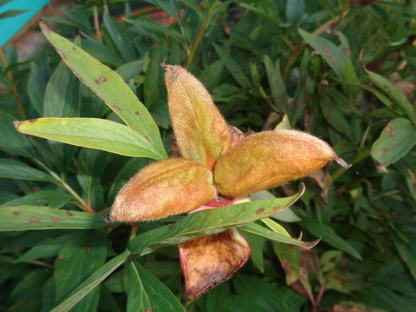 Image of Paeonia officinalis specimen.