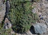 Oxytropis tianschanica. Цветущие растения. Таджикистан, Фанские горы, перевал Талбас, ≈ 3500 м н.у.м., каменистый сухой склон. 01.08.2017.