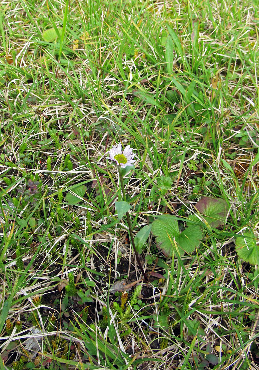 Image of Erigeron peregrinus specimen.