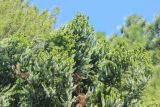 Araucaria angustifolia. Ветви с микростробилами. Абхазия, г. Сухум, Сухумский ботанический сад, в культуре. 7 марта 2016 г.
