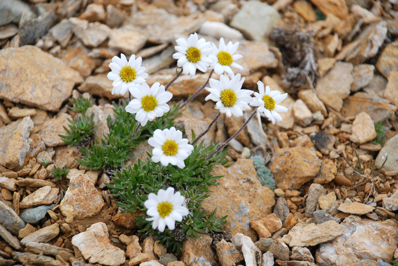 Изображение особи Hulteniella integrifolia.