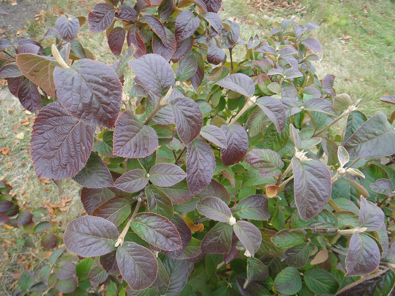 Image of Viburnum lantana specimen.