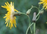 Sonchus arvensis ssp. uliginosus