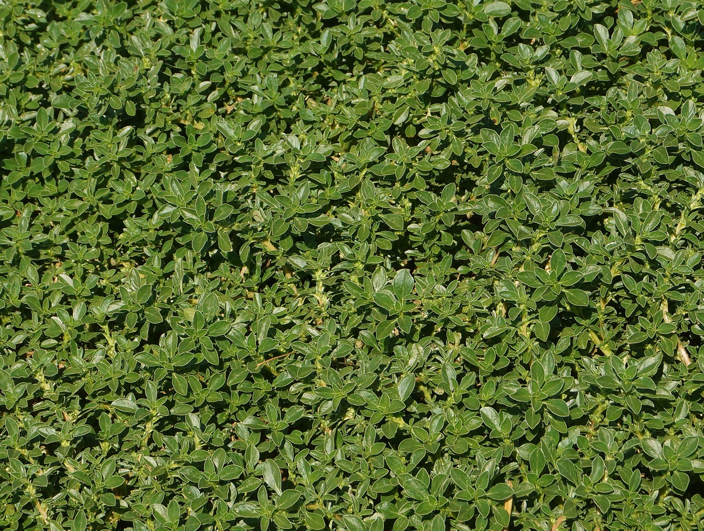 Image of Amaranthus blitoides specimen.