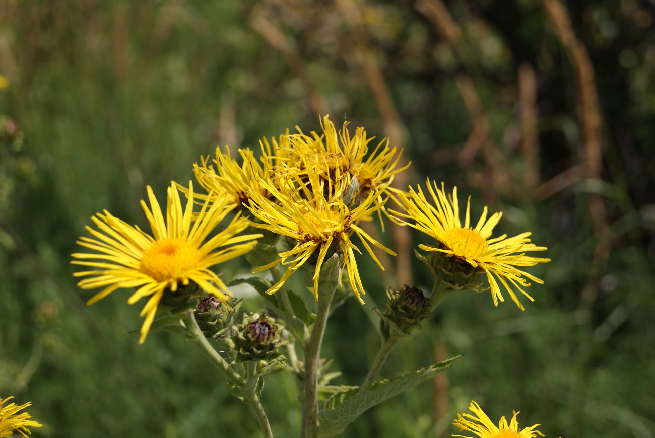 Image of Inula helenium specimen.