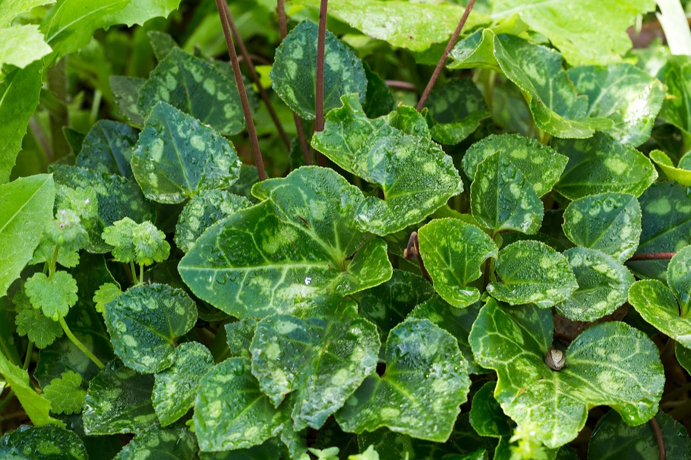 Image of Cyclamen persicum specimen.