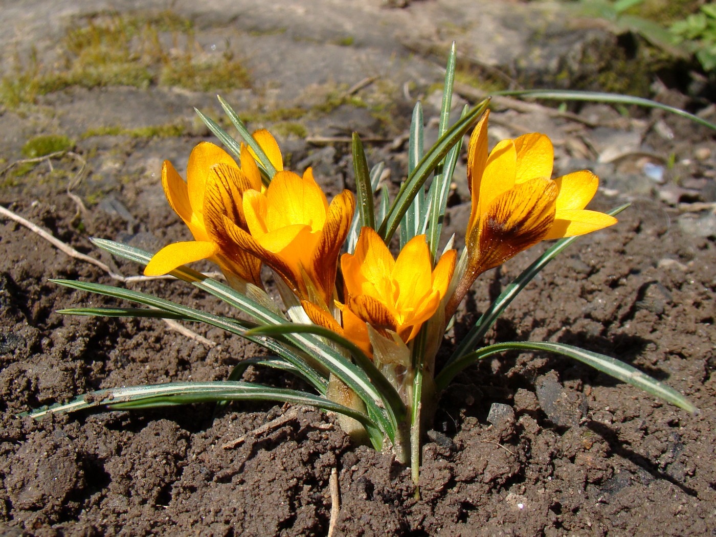 Изображение особи Crocus olivieri ssp. balansae.