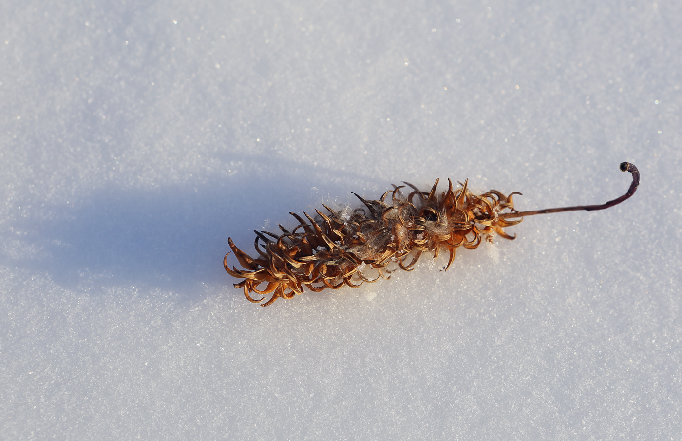 Image of Salix pentandra specimen.