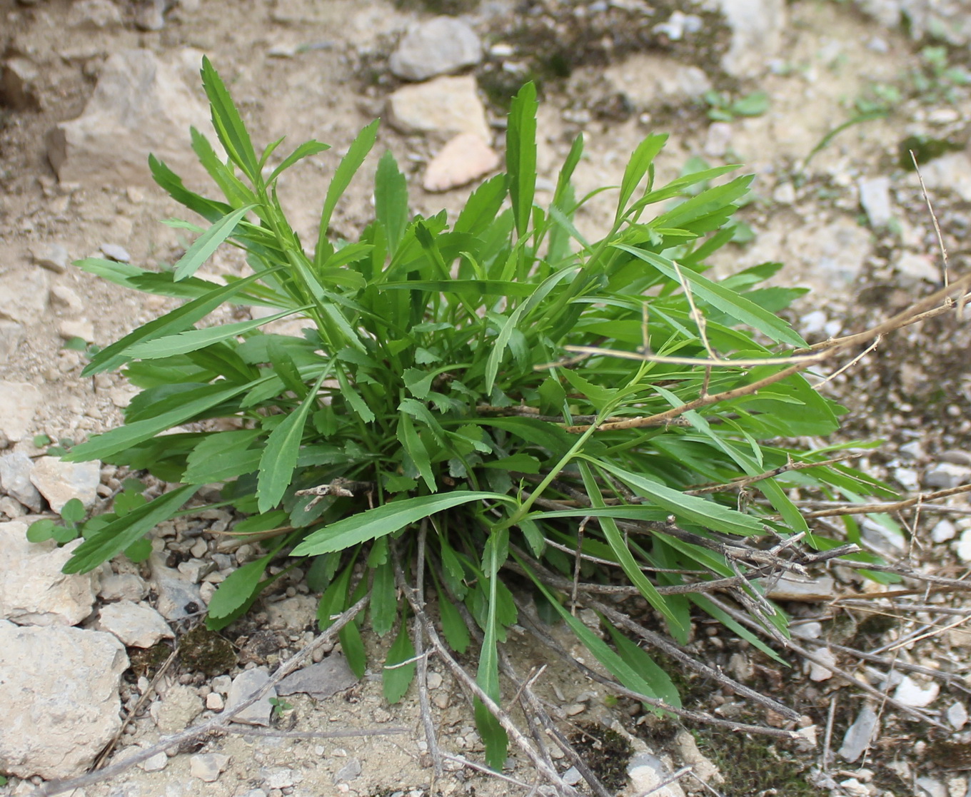 Изображение особи семейство Brassicaceae.