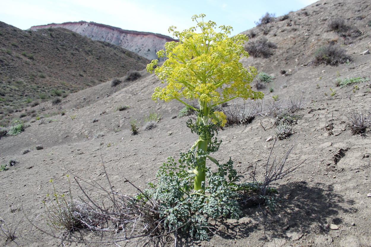 Image of Ferula plurivittata specimen.