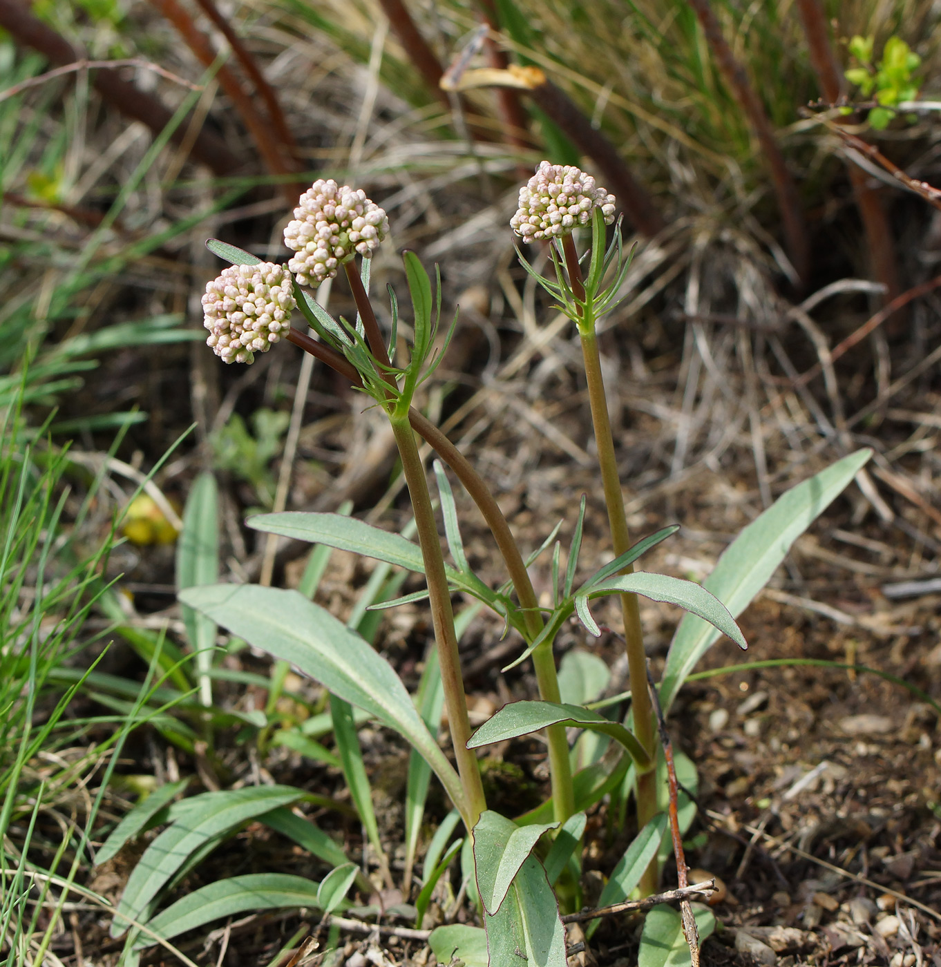 Image of Valeriana tuberosa specimen.