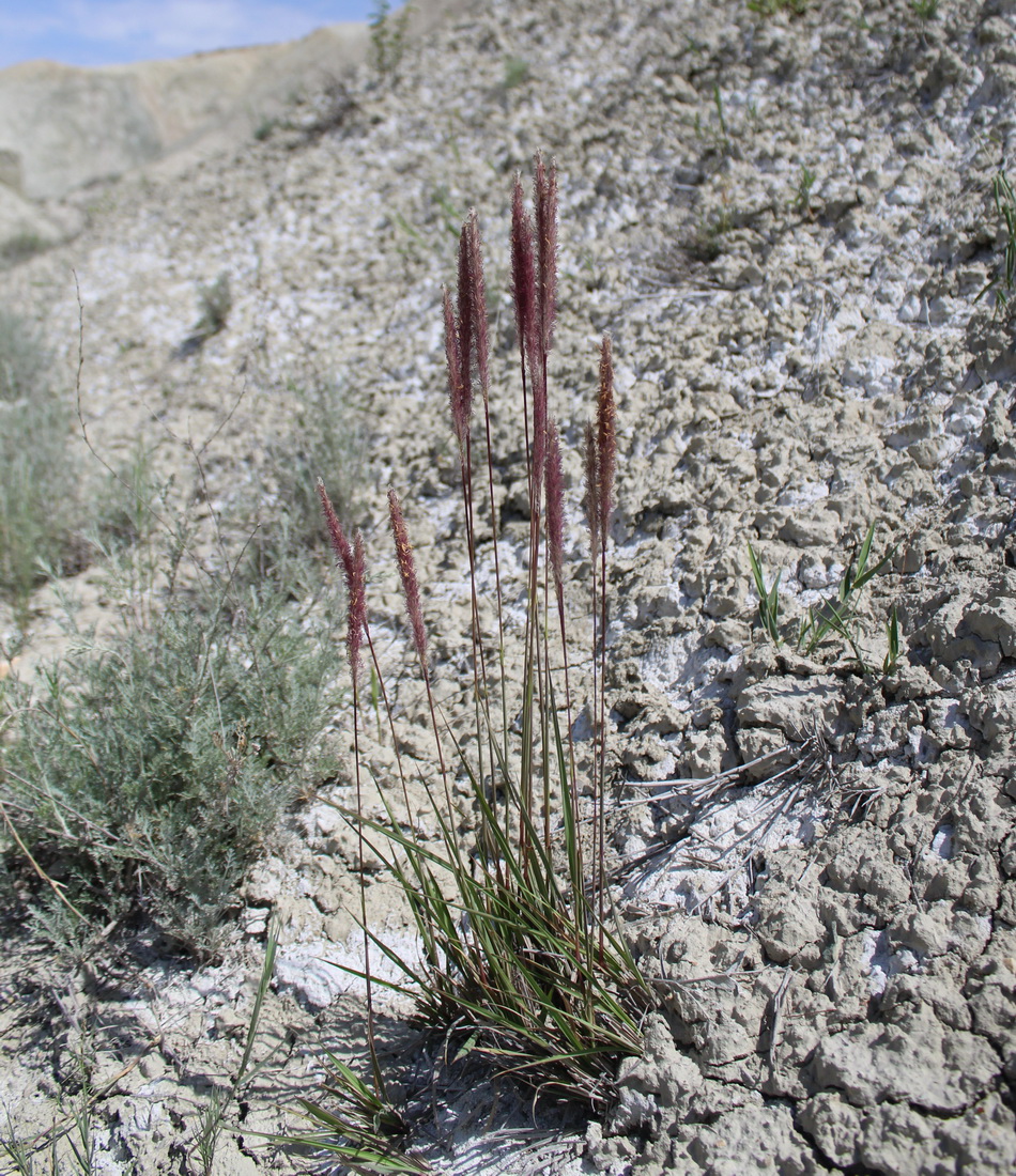 Image of Imperata cylindrica specimen.