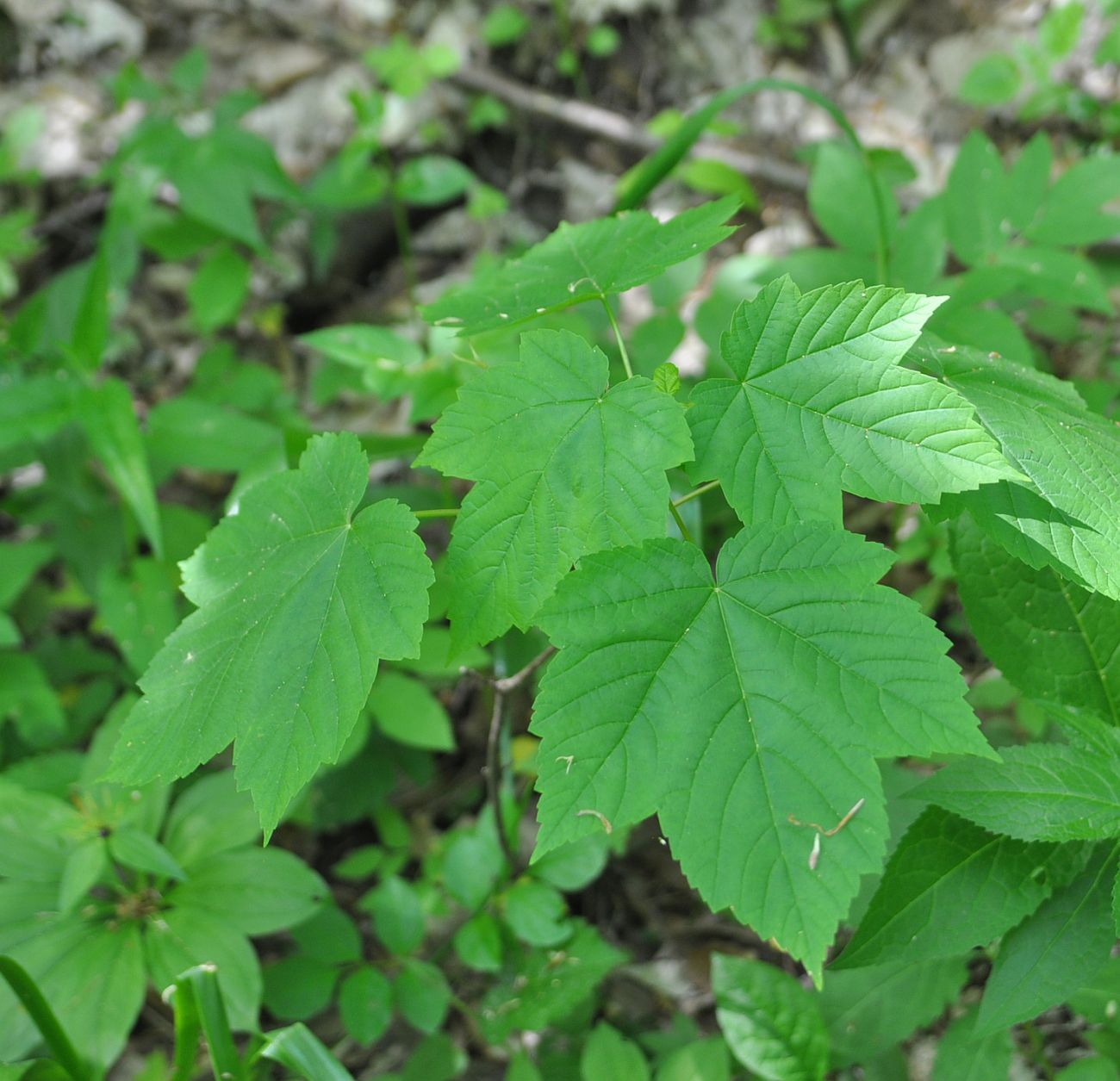 Image of Acer pseudoplatanus specimen.