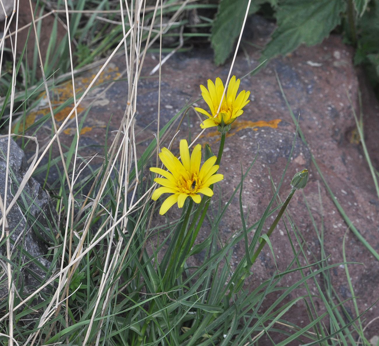 Изображение особи род Tragopogon.