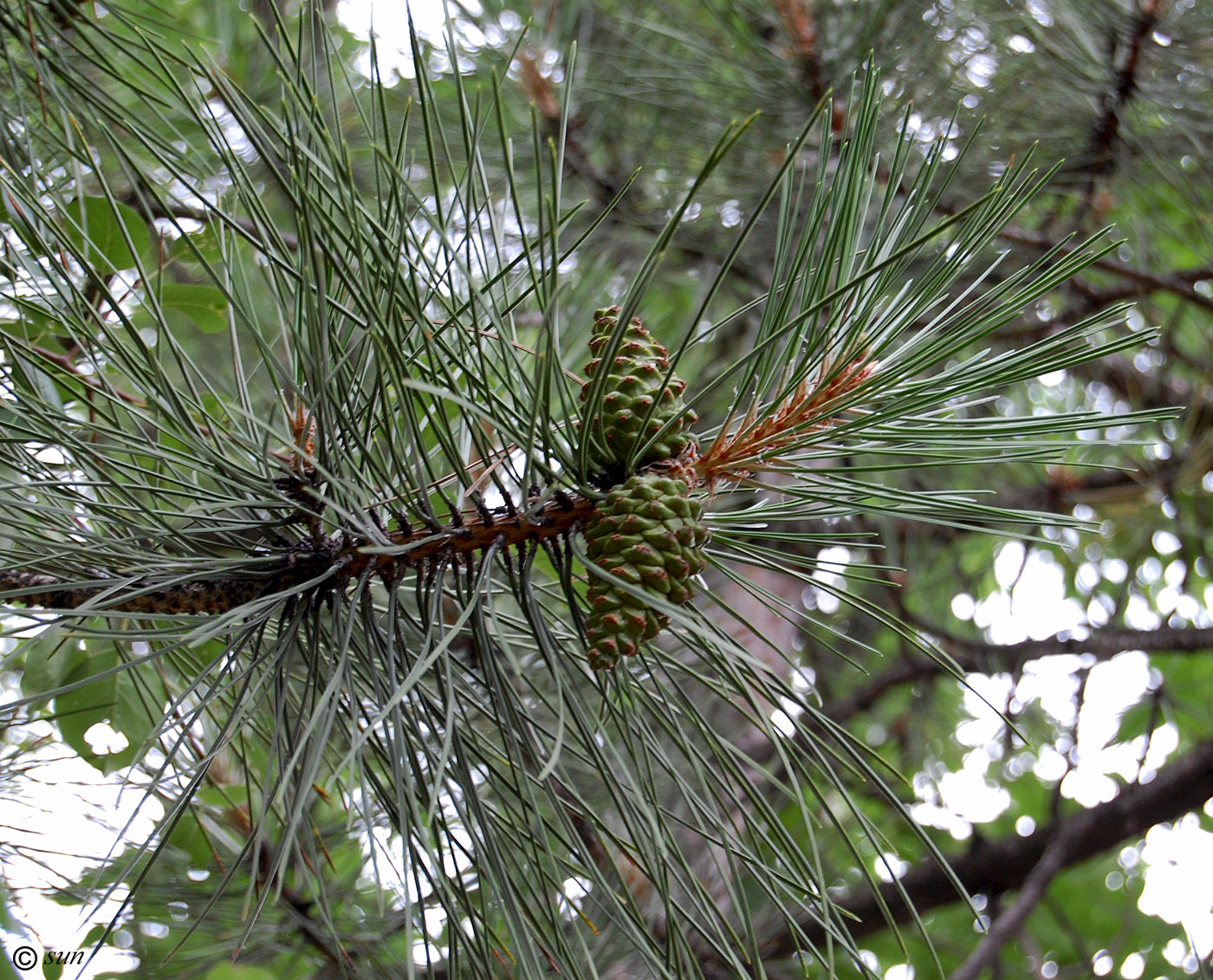 Изображение особи Pinus pallasiana.