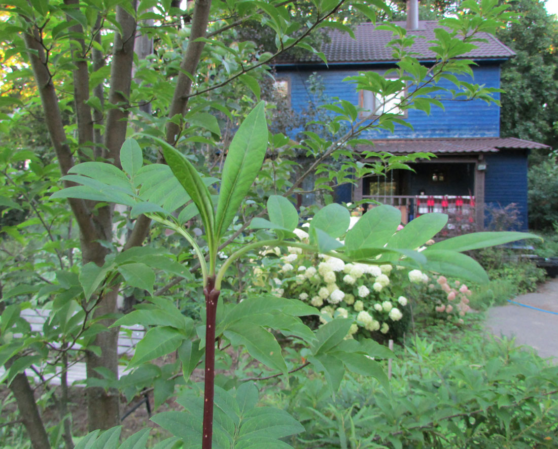 Image of Syringa pinnatifolia specimen.