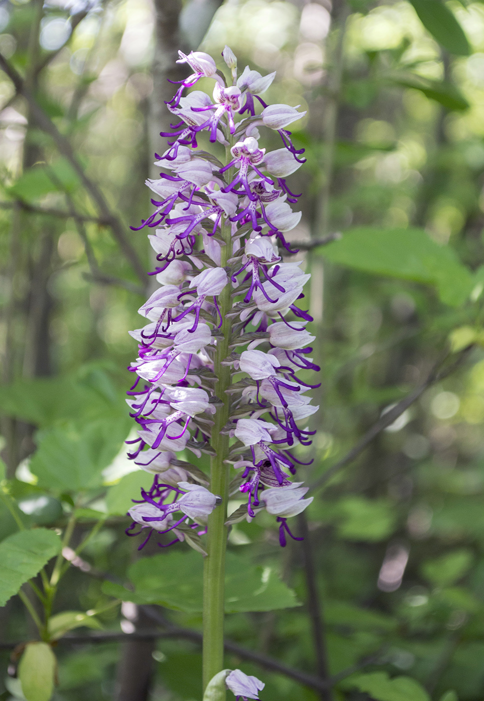 Изображение особи Orchis &times; beyrichii ssp. mackaensis.