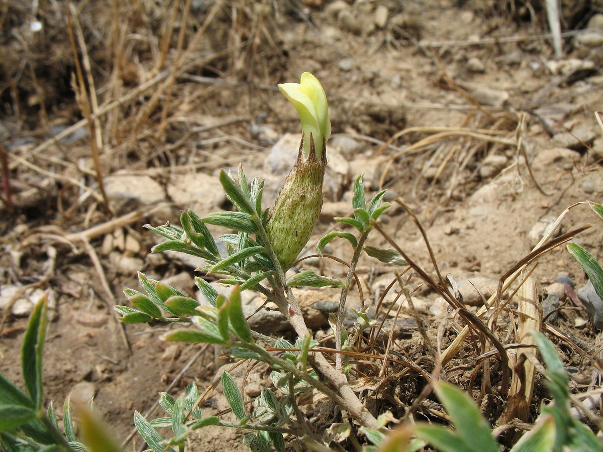 Image of Astragalus xanthomeloides specimen.