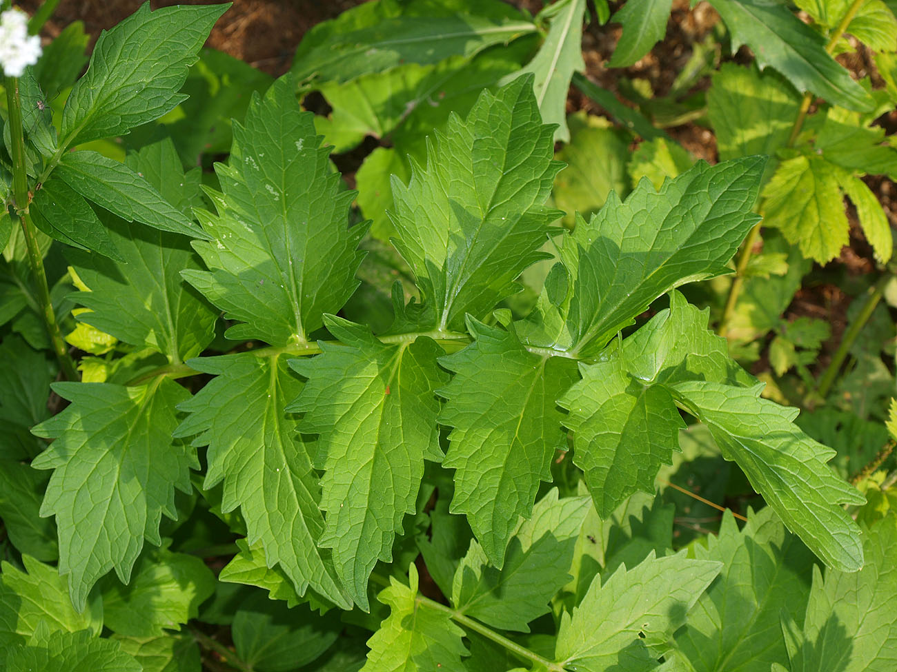 Изображение особи род Valeriana.