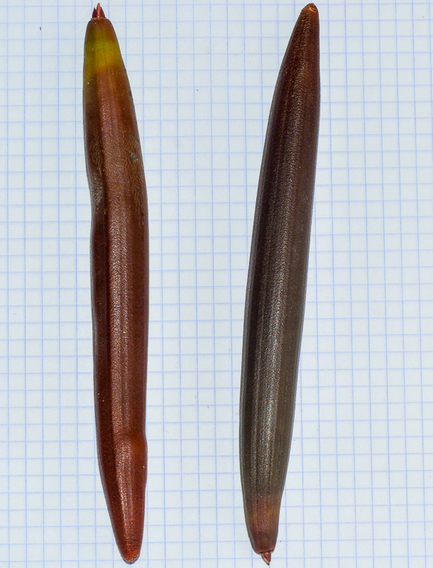 Изображение особи Bruguiera gymnorhiza.