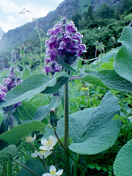 Image of Phlomoides oreophila specimen.