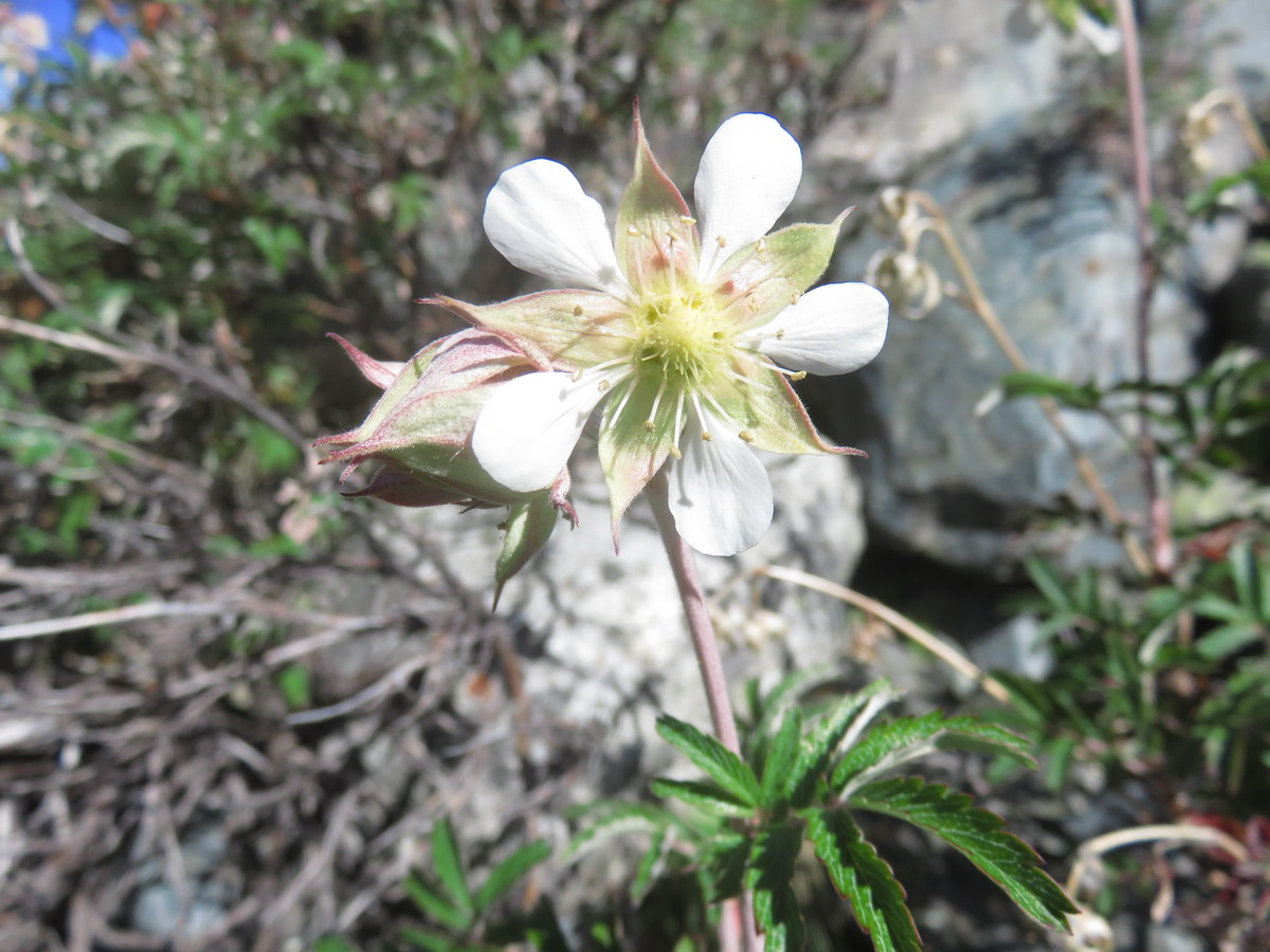 Изображение особи Farinopsis salesoviana.