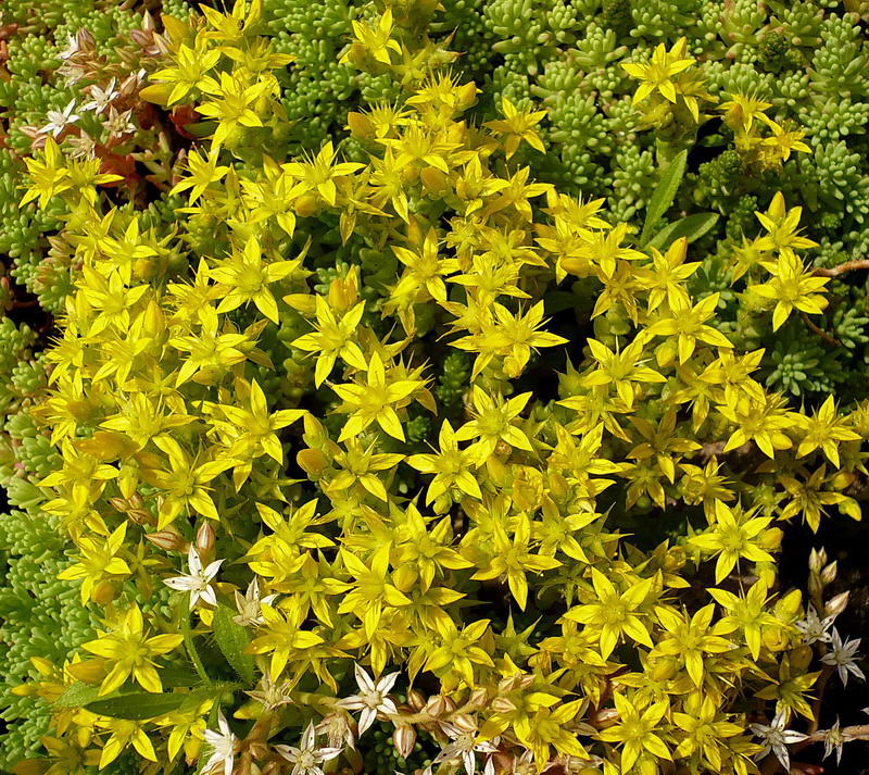 Image of Sedum acre specimen.