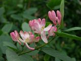 Lonicera tatarica. Верхушка побега с раскрывшимися и нераскрывшимися соцветиями. Магаданская обл., г. Магадан, в озеленении, городской парк. 31.07.2014.