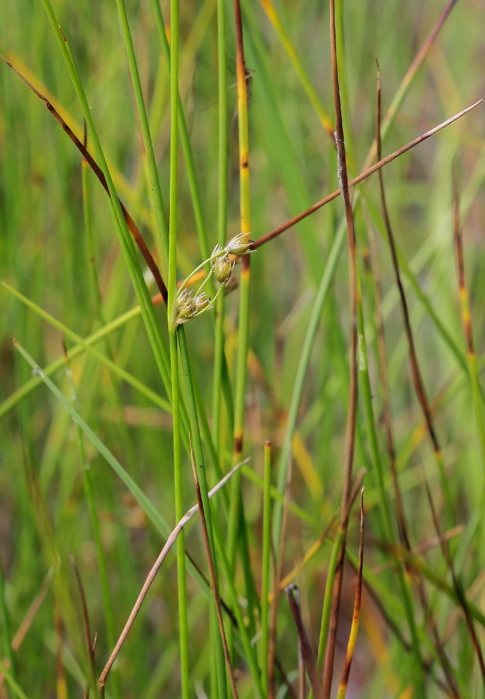 Изображение особи Juncus filiformis.