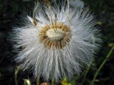 Tussilago farfara