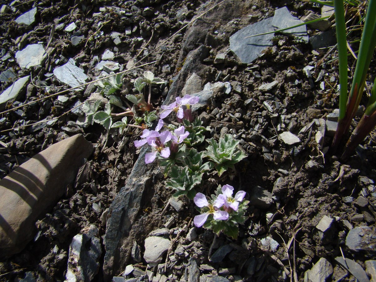 Image of Parrya turkestanica specimen.