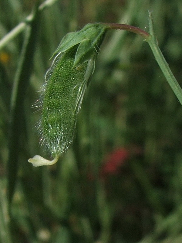 Image of Lathyrus hirsutus specimen.