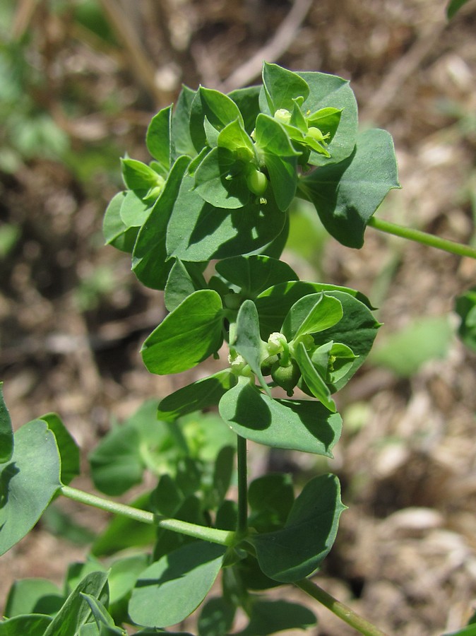 Image of Euphorbia falcata specimen.