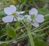 Hesperis voronovii. Соцветие с бутонами и распустившимися цветками. Кавказский биосферный заповедник, Азишский перевал, ≈ 1700 м н.у.м., задернованная скальная расщелина. 31.08.2019.