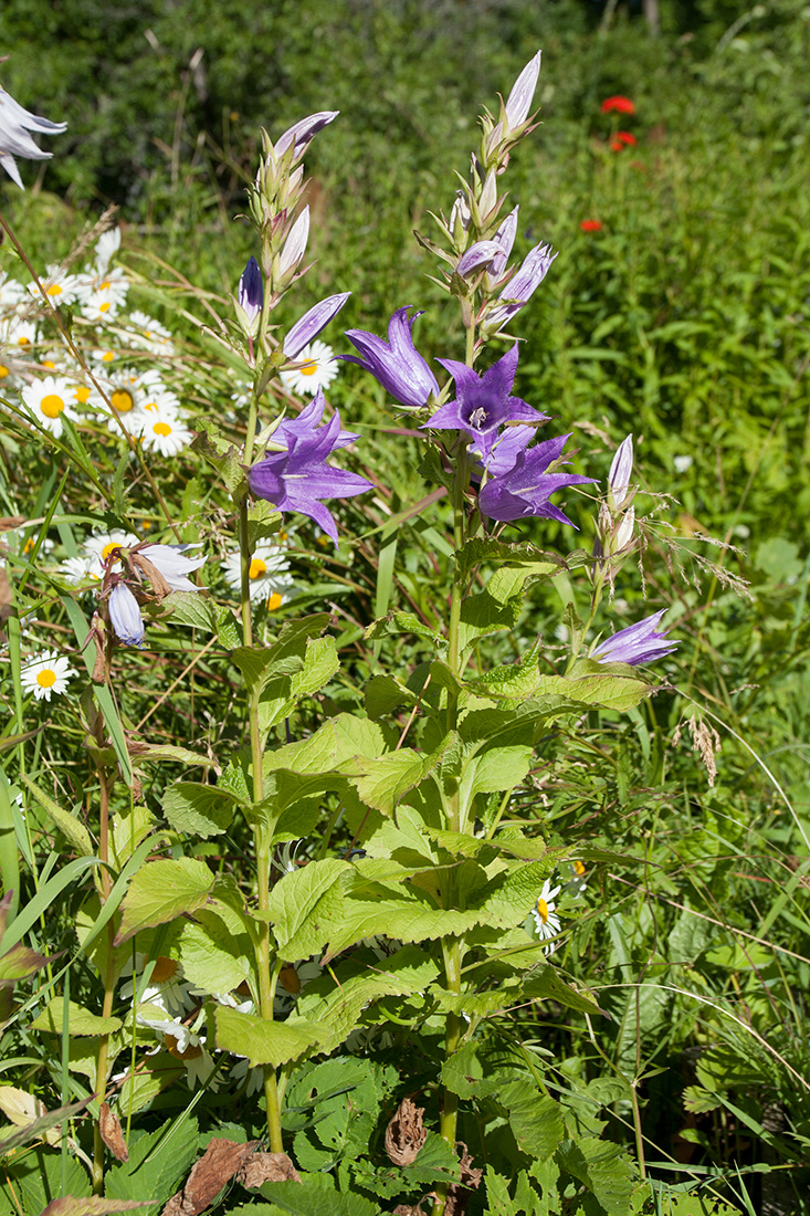 Изображение особи Campanula latifolia.