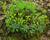 Euphorbia amygdaloides. Цветущее растение. Азербайджан, Ленкоранский р-н, Гирканский национальный парк. 11.04.2010.